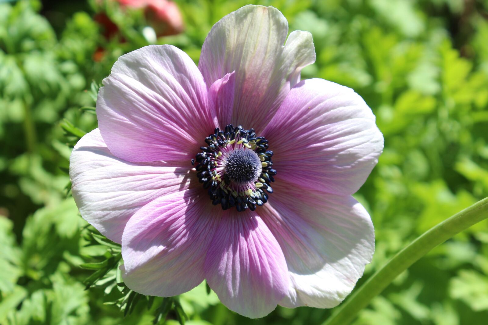 Canon EOS 1200D (EOS Rebel T5 / EOS Kiss X70 / EOS Hi) sample photo. Anemone, flower, spring photography