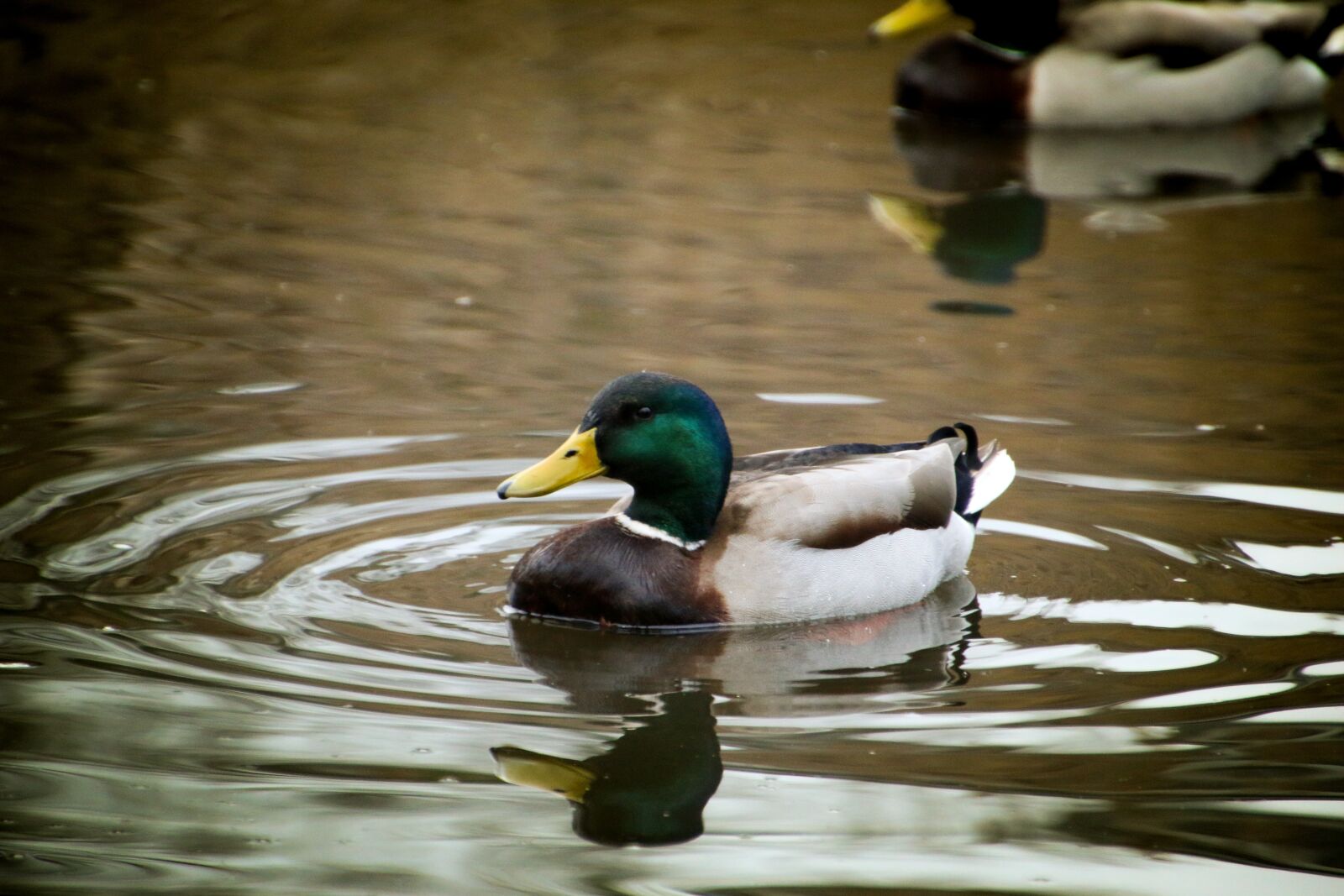 Canon EOS 70D sample photo. Duck, pond, mallard photography