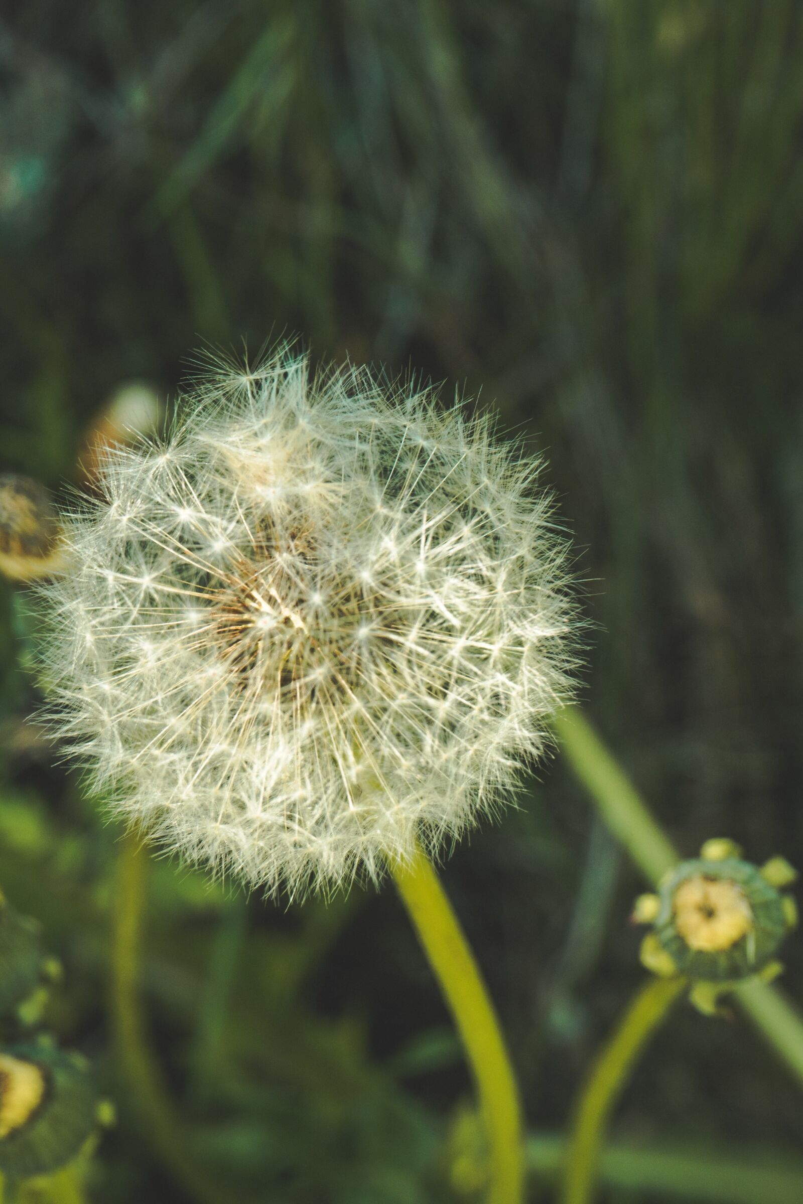 Sony a7 + Sony FE 28-70mm F3.5-5.6 OSS sample photo. Flower, nature, spring photography