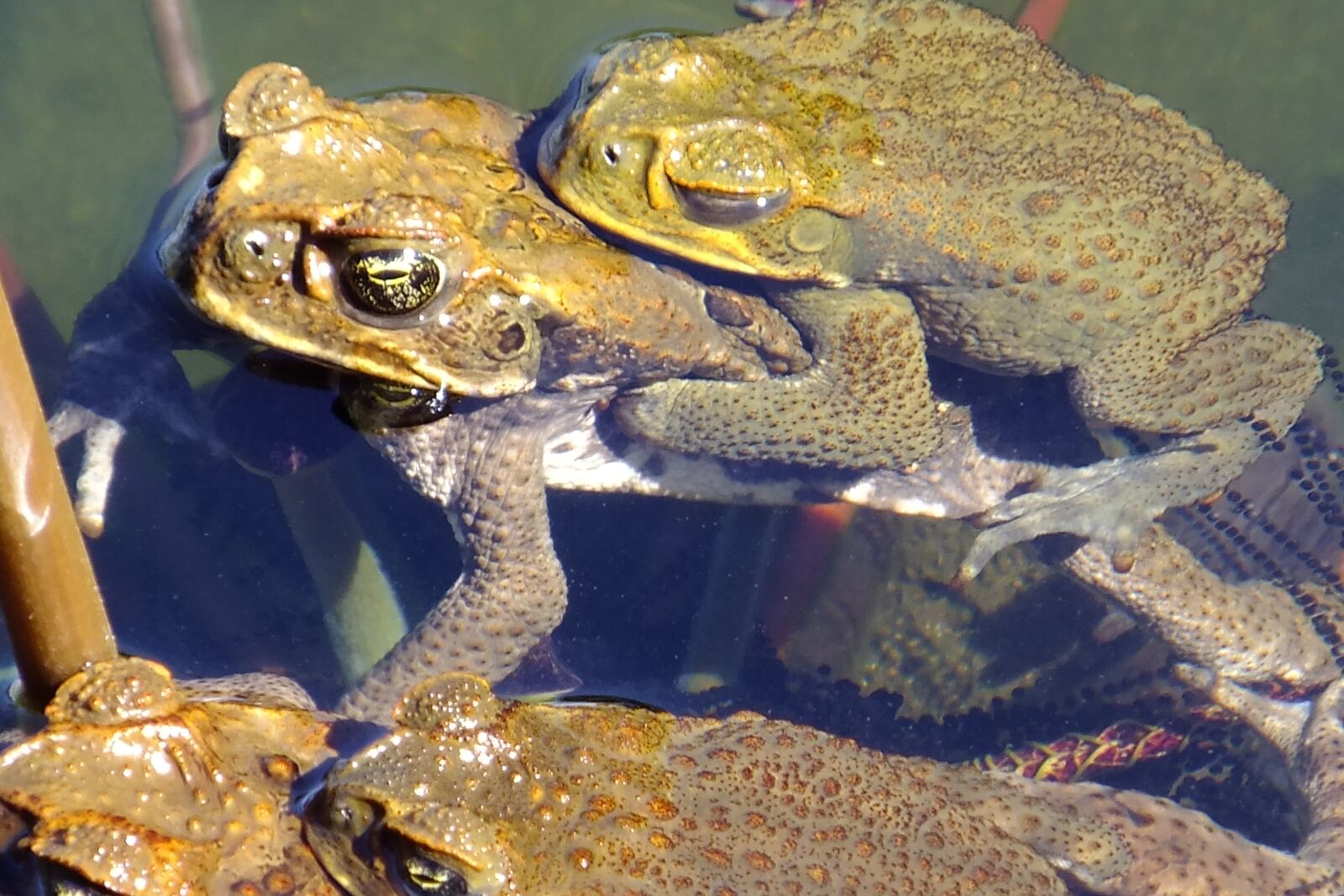 Fujifilm FinePix F505EXR sample photo. Baby, mommy, frogs photography