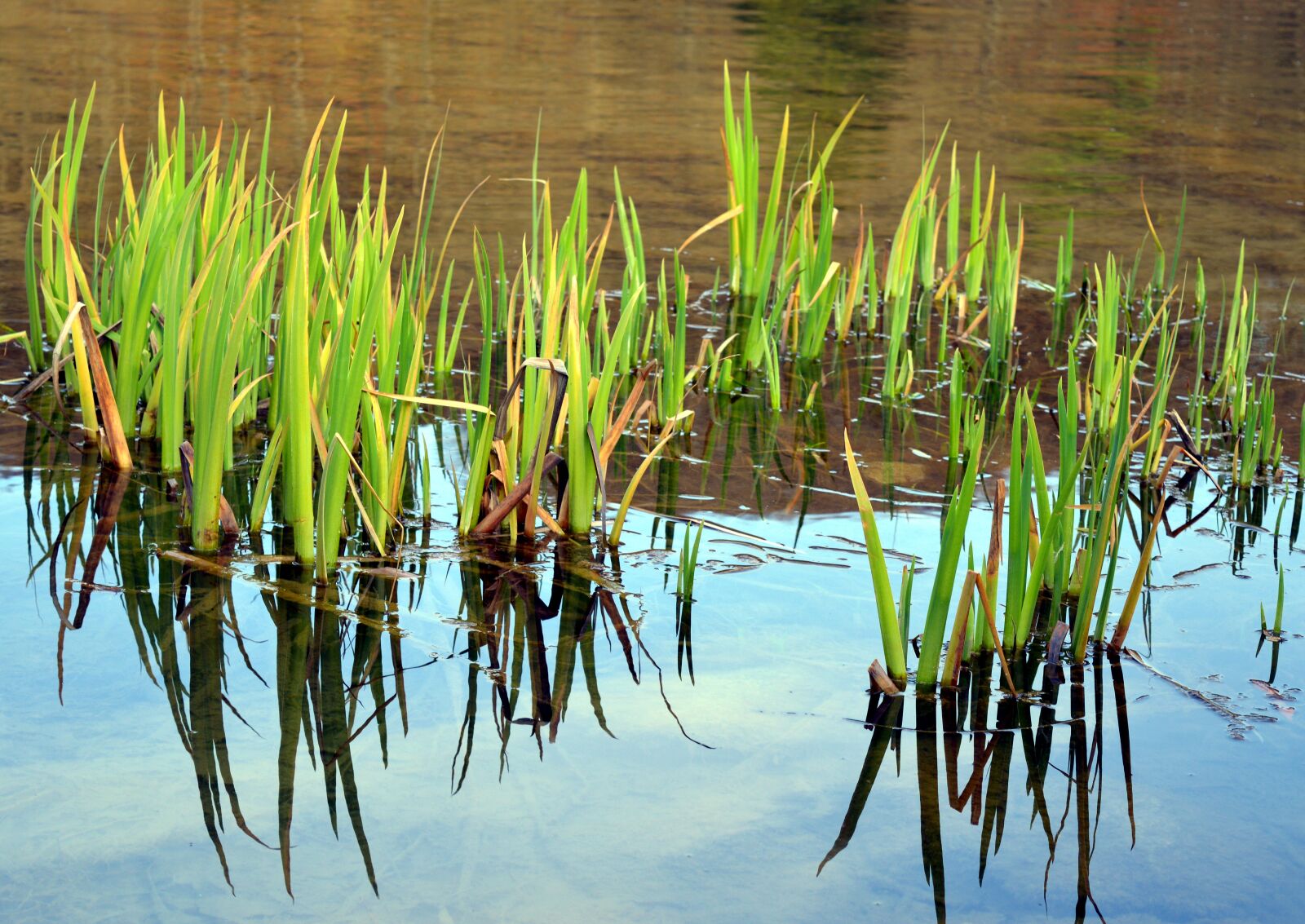 Nikon D3200 sample photo. Marsh iris, aquatic plant photography