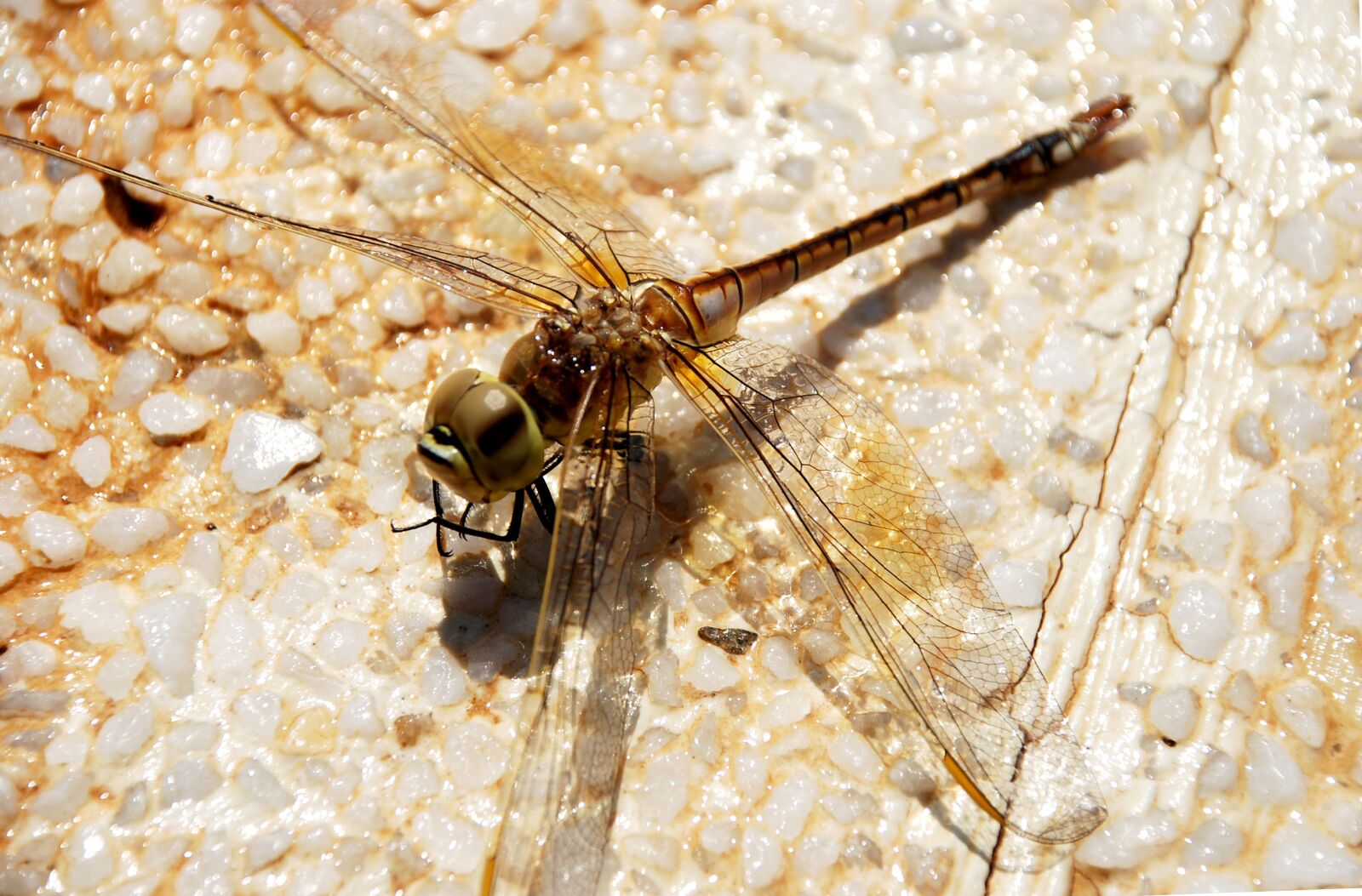 Nikon D40X sample photo. Dragonfly, animal, insect photography