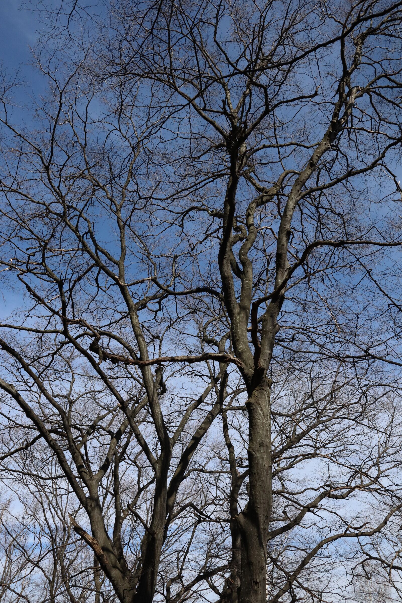 Canon EOS M50 (EOS Kiss M) sample photo. Up, trees, sky photography