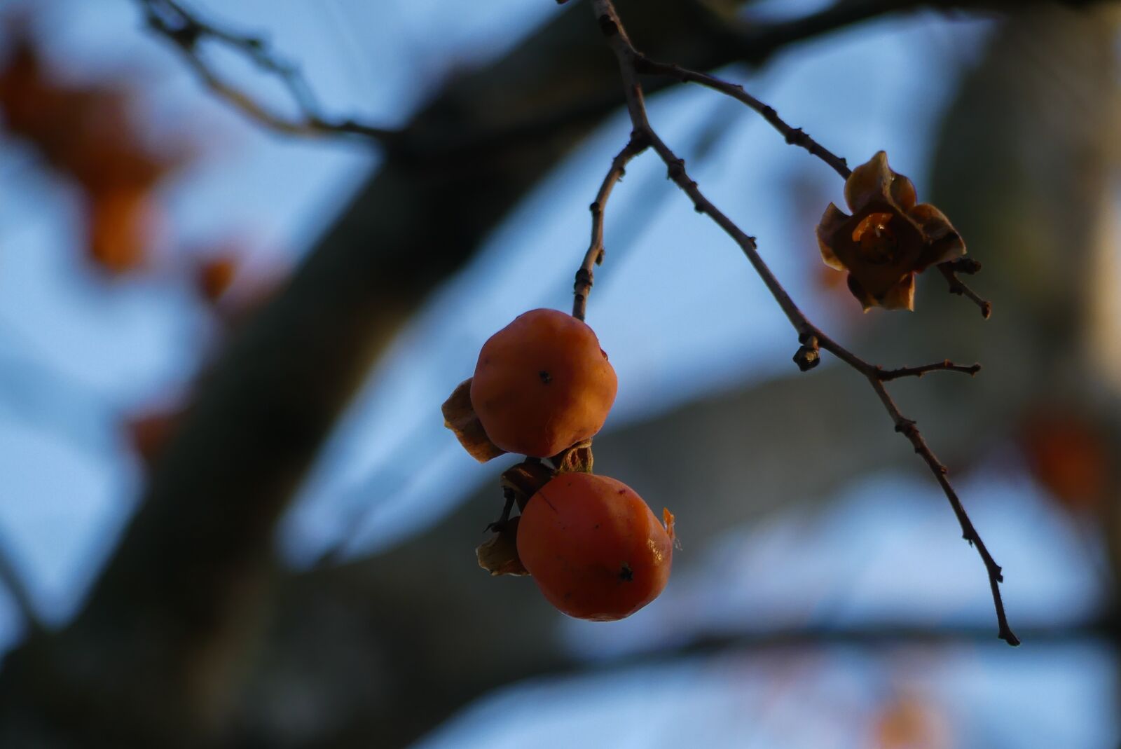 Panasonic Lumix DMC-FZ300 sample photo. Diospiro, fruit, persimmons photography