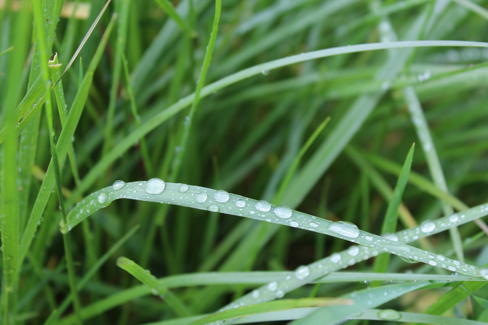 Canon EOS 1200D (EOS Rebel T5 / EOS Kiss X70 / EOS Hi) sample photo. Grass, green, nature photography