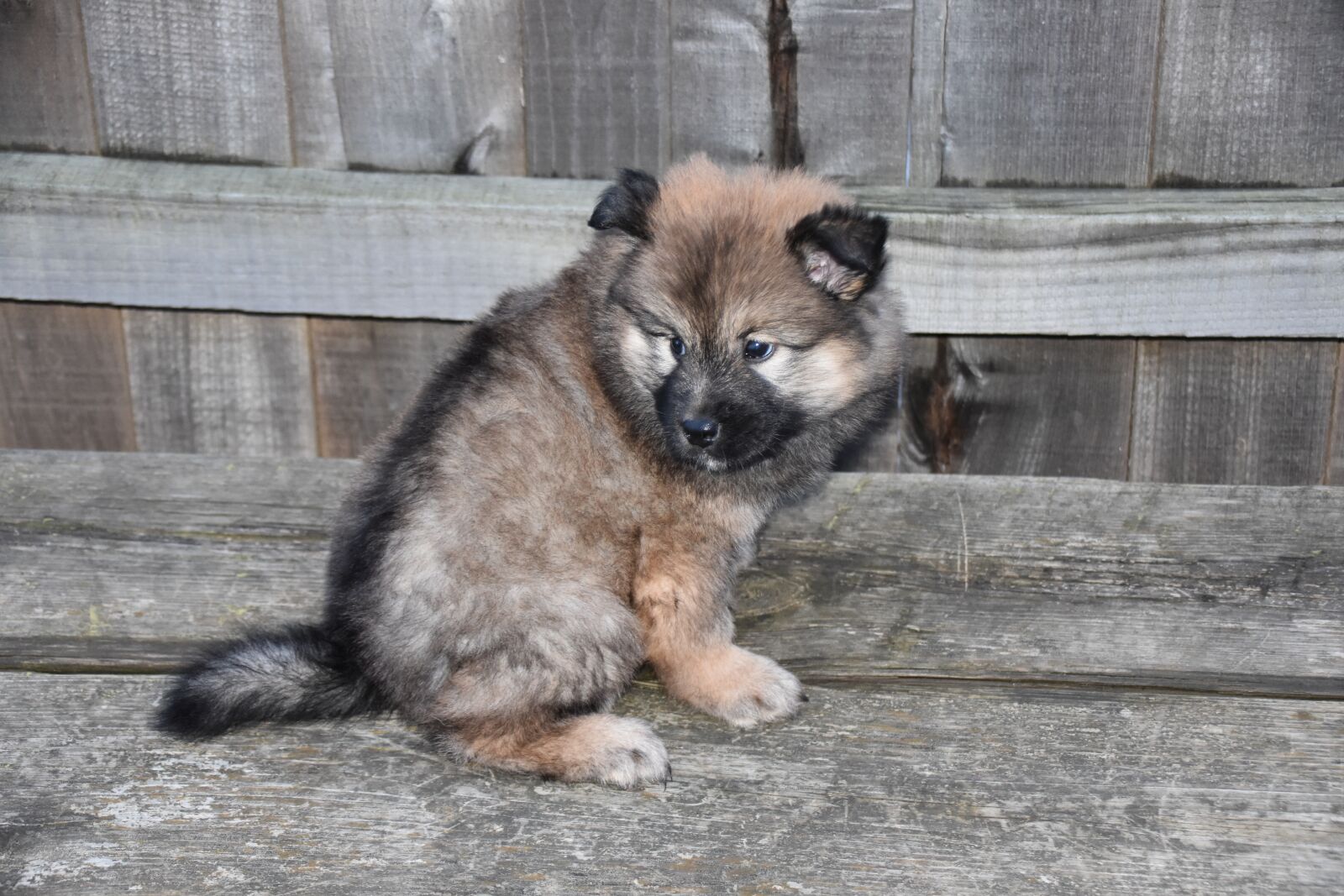 Nikon D5600 sample photo. Dog, dog eurasier, portrait photography