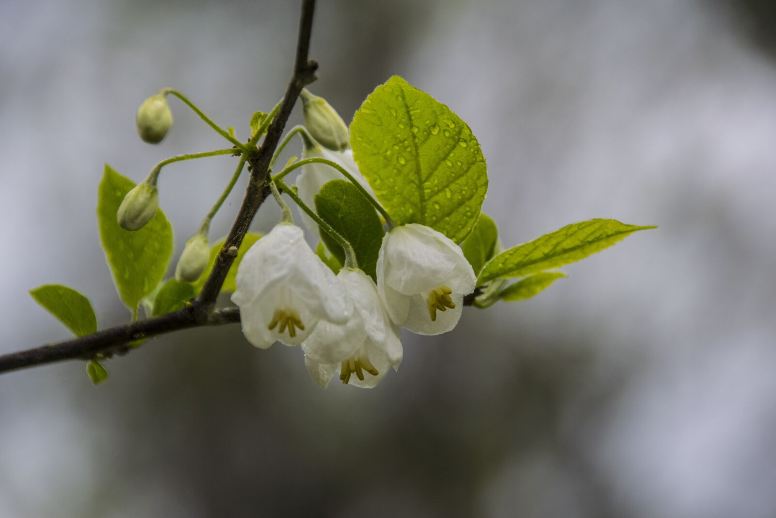 Nikon D5300 sample photo. Flower, white, rain photography