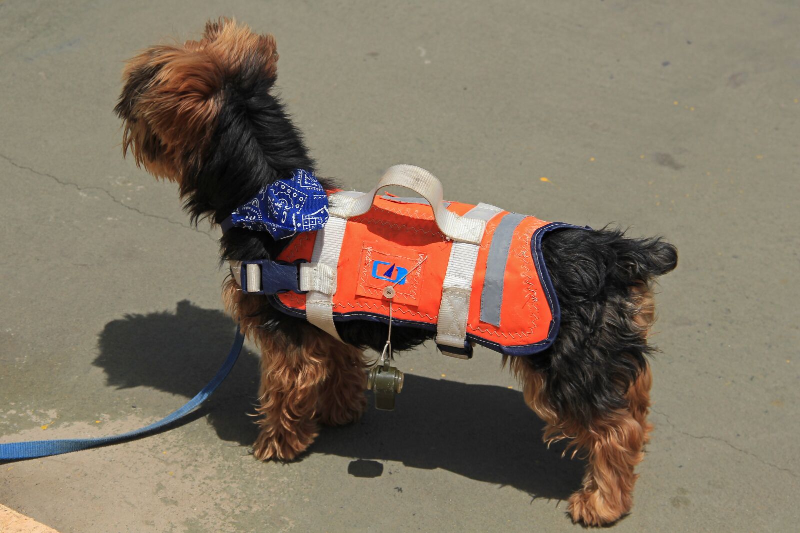 Canon EOS 550D (EOS Rebel T2i / EOS Kiss X4) sample photo. Dog, life vest, pipe photography
