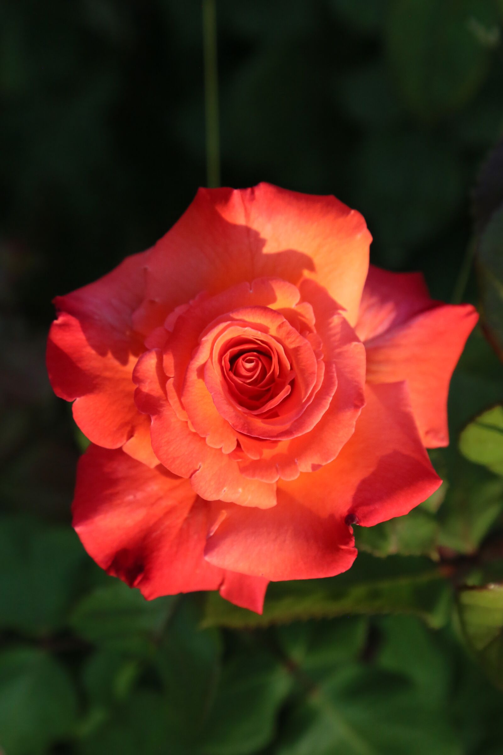 Canon EF 24-105mm F4L IS USM sample photo. Rose, spring, nature photography