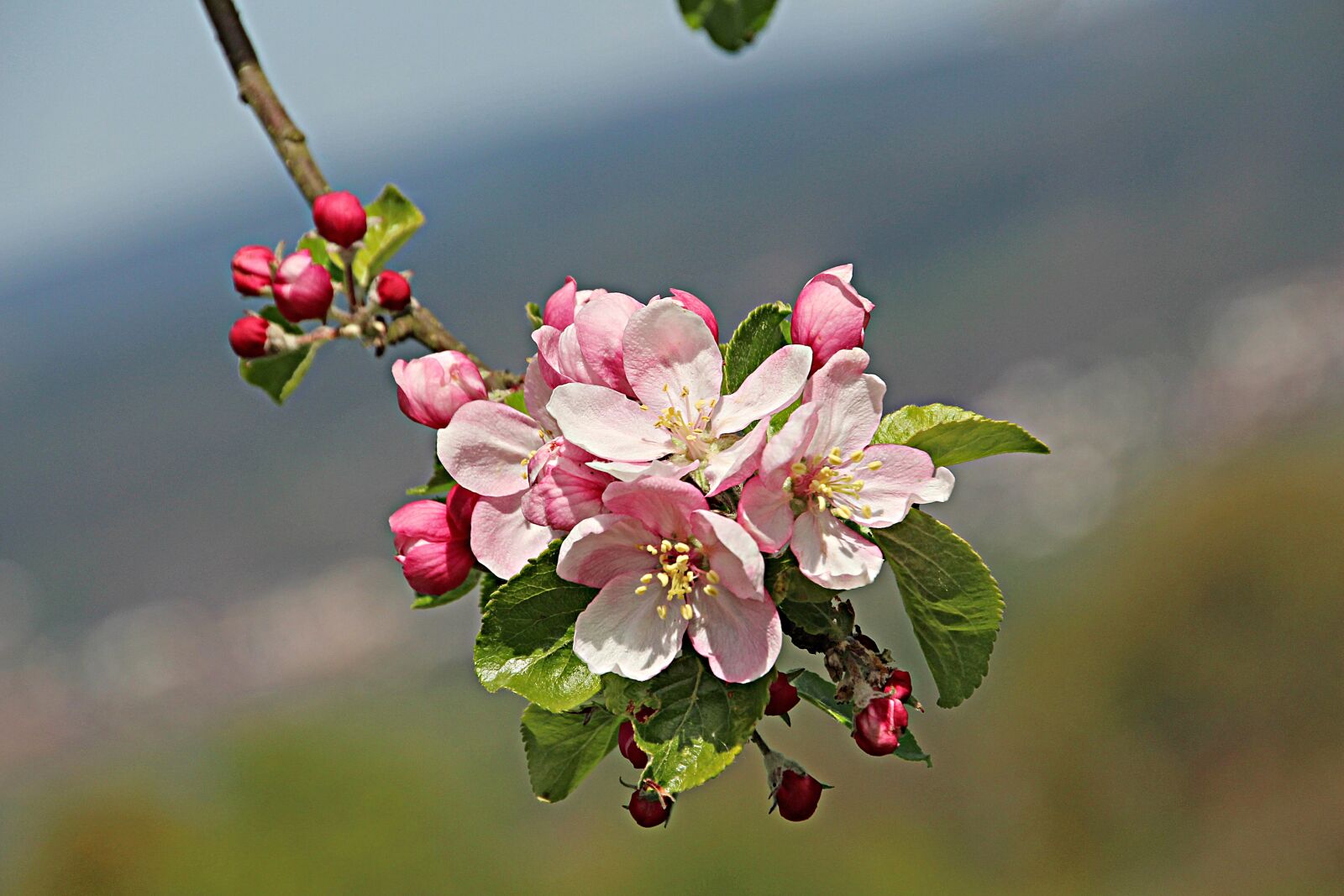 Canon EOS 700D (EOS Rebel T5i / EOS Kiss X7i) sample photo. Flowers, flora, apple blossom photography