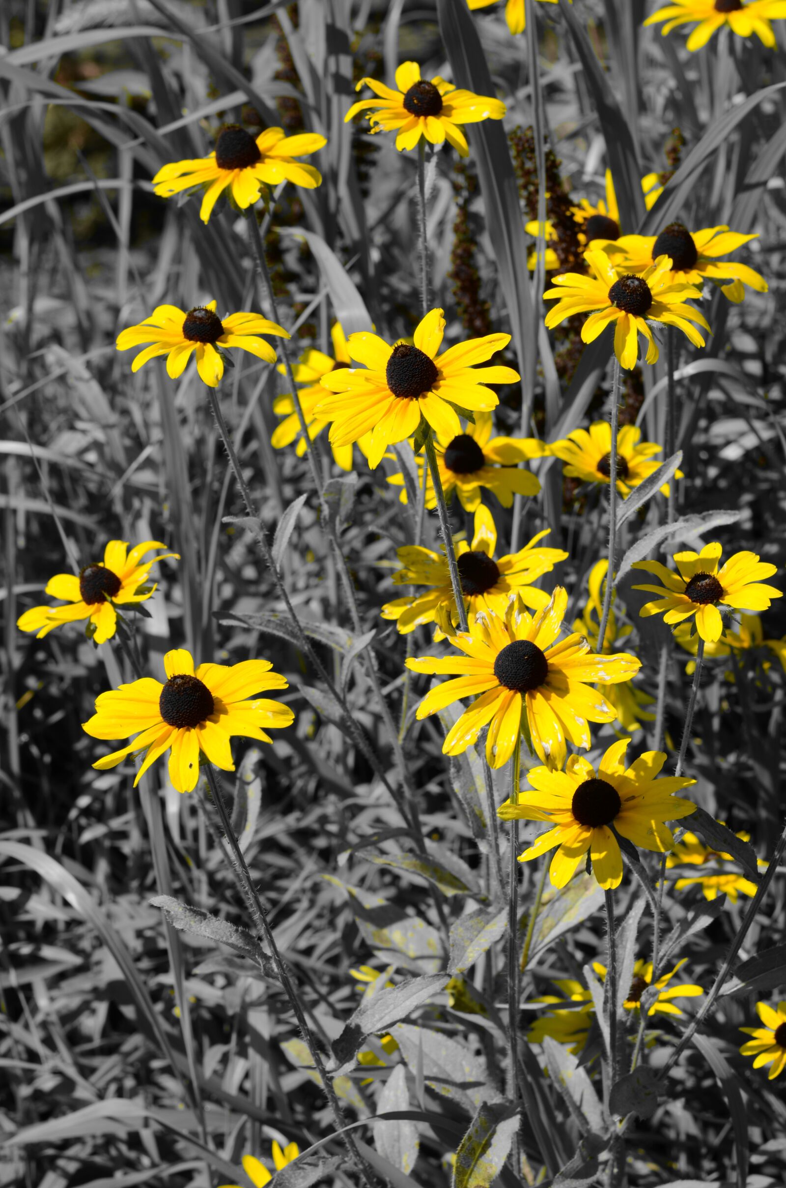 Nikon D5100 sample photo. Bugs, flowers, plants photography