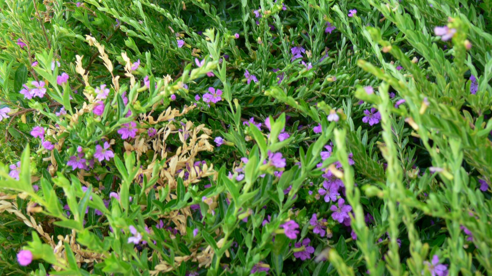 Panasonic DMC-FZ30 sample photo. Blooms, flowers, green photography