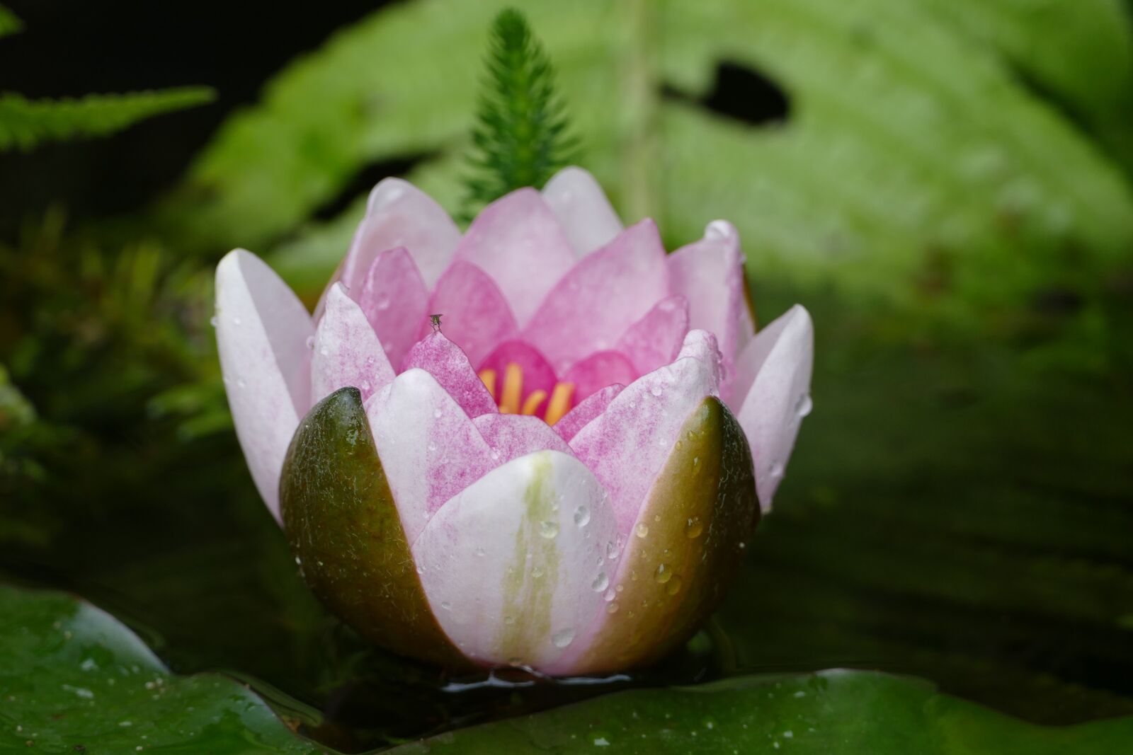 Panasonic Lumix DMC-FZ1000 sample photo. Seerosenbl te, pink, pond photography