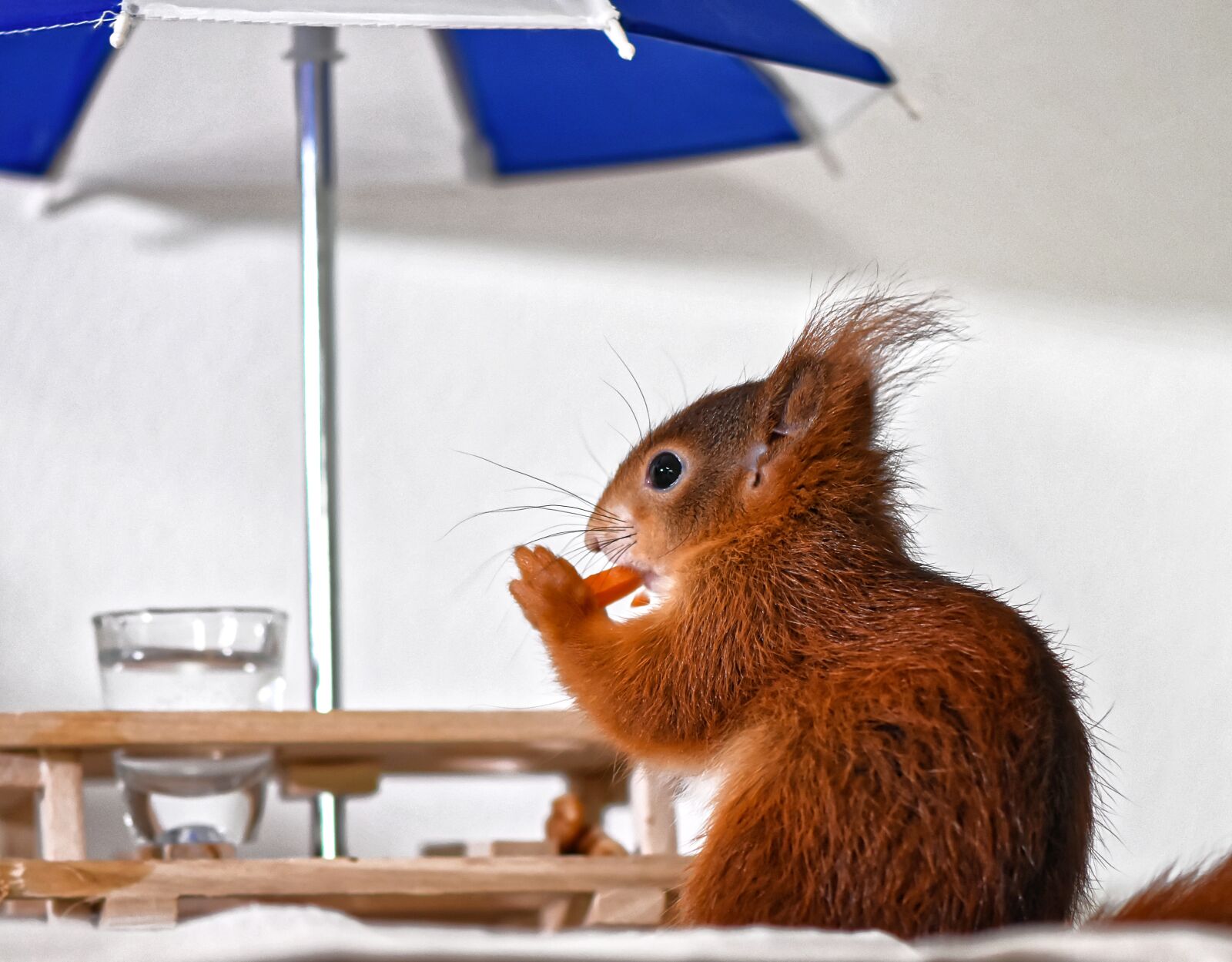 Nikon D7200 sample photo. Squirrel, young animal, sat photography