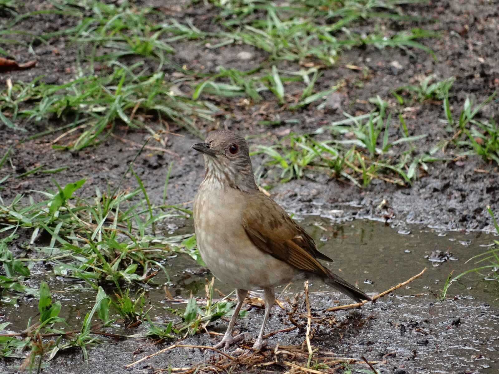 Sony Cyber-shot DSC-HX300 sample photo. Birdie, nature, bird photography