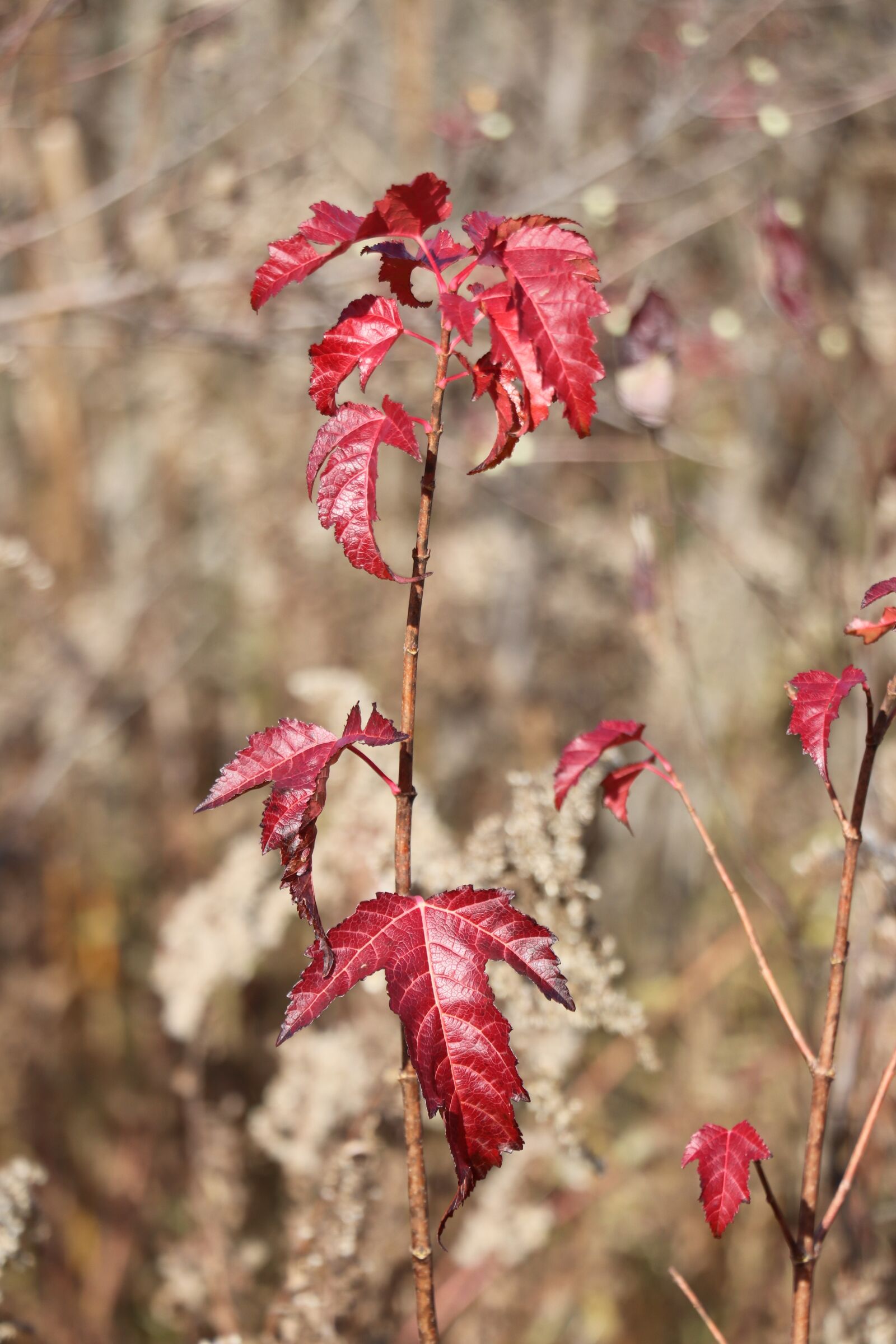 Canon EOS 800D (EOS Rebel T7i / EOS Kiss X9i) + Canon EF-S 18-135mm F3.5-5.6 IS STM sample photo. Autumn, leaf, macro photography