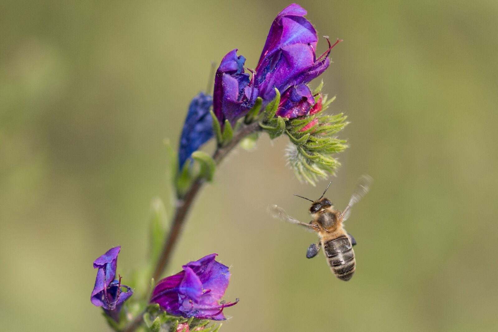 Nikon D800 sample photo. Bee, flower, fly photography