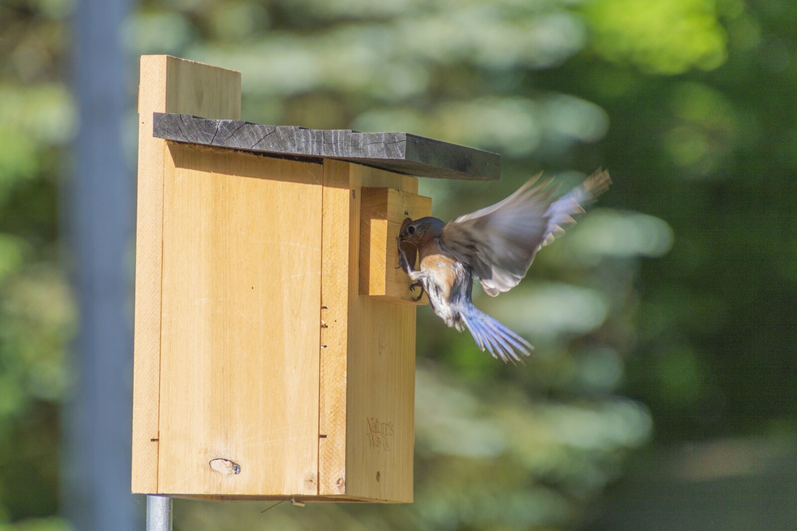 Nikon D3200 sample photo. Bluebird, flying, birdhouse photography