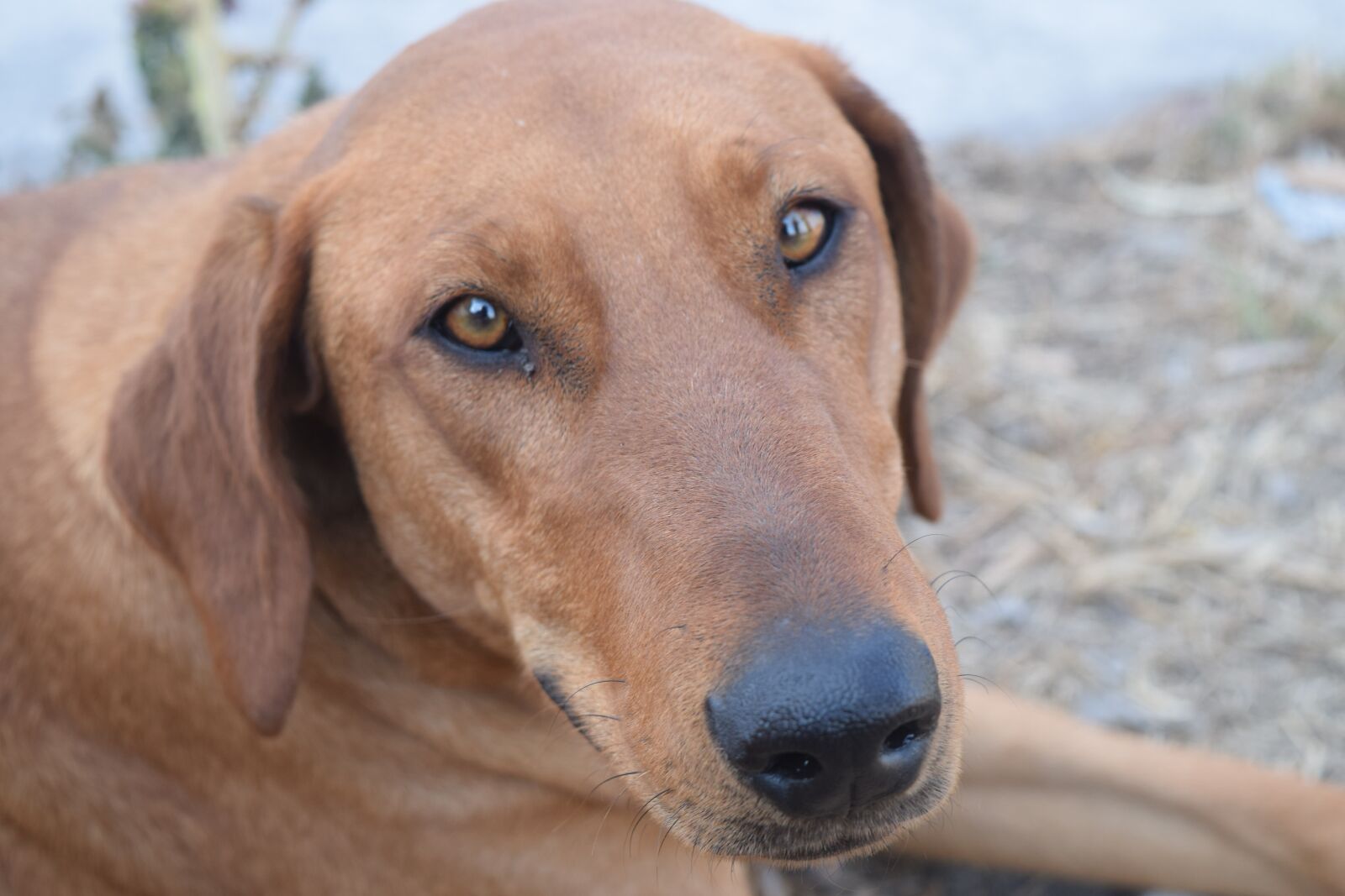 Nikon D3300 sample photo. Canis lupus familiaris, nice photography