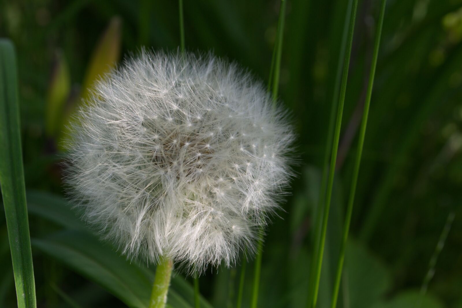 Nikon D3100 sample photo. Flowers, summer, nature photography