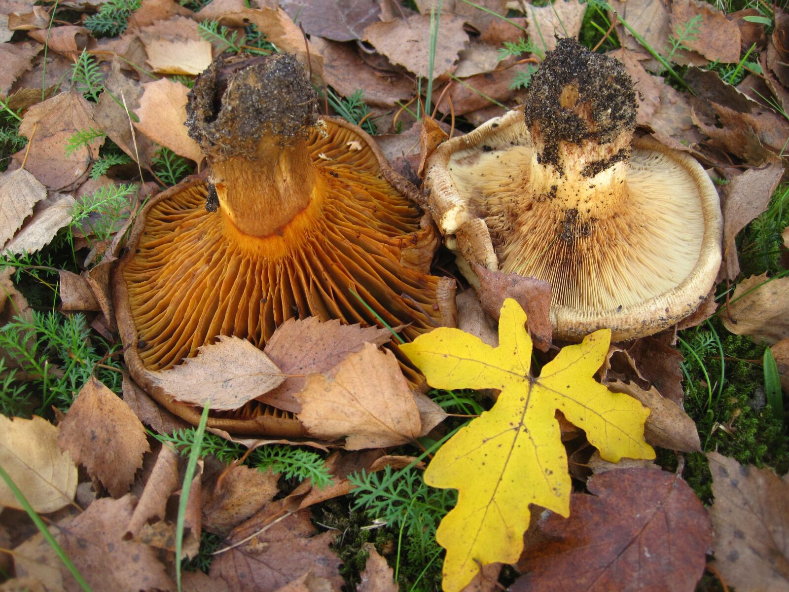 Canon PowerShot SD1200 IS (Digital IXUS 95 IS / IXY Digital 110 IS) sample photo. Bare kremplinge, paxillus involutus photography