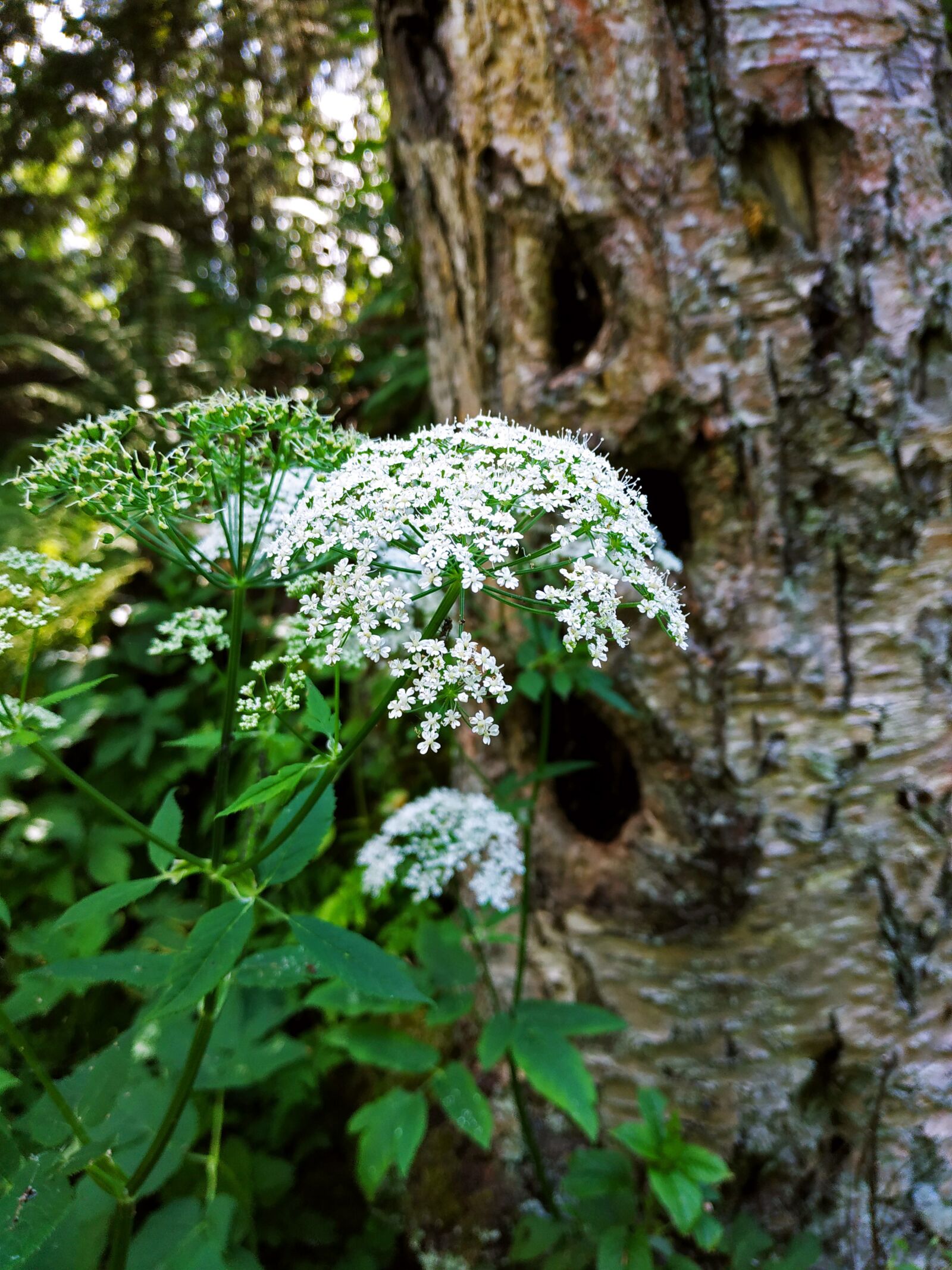 Xiaomi MI MAX 3 sample photo. Forest, tree, flowers photography