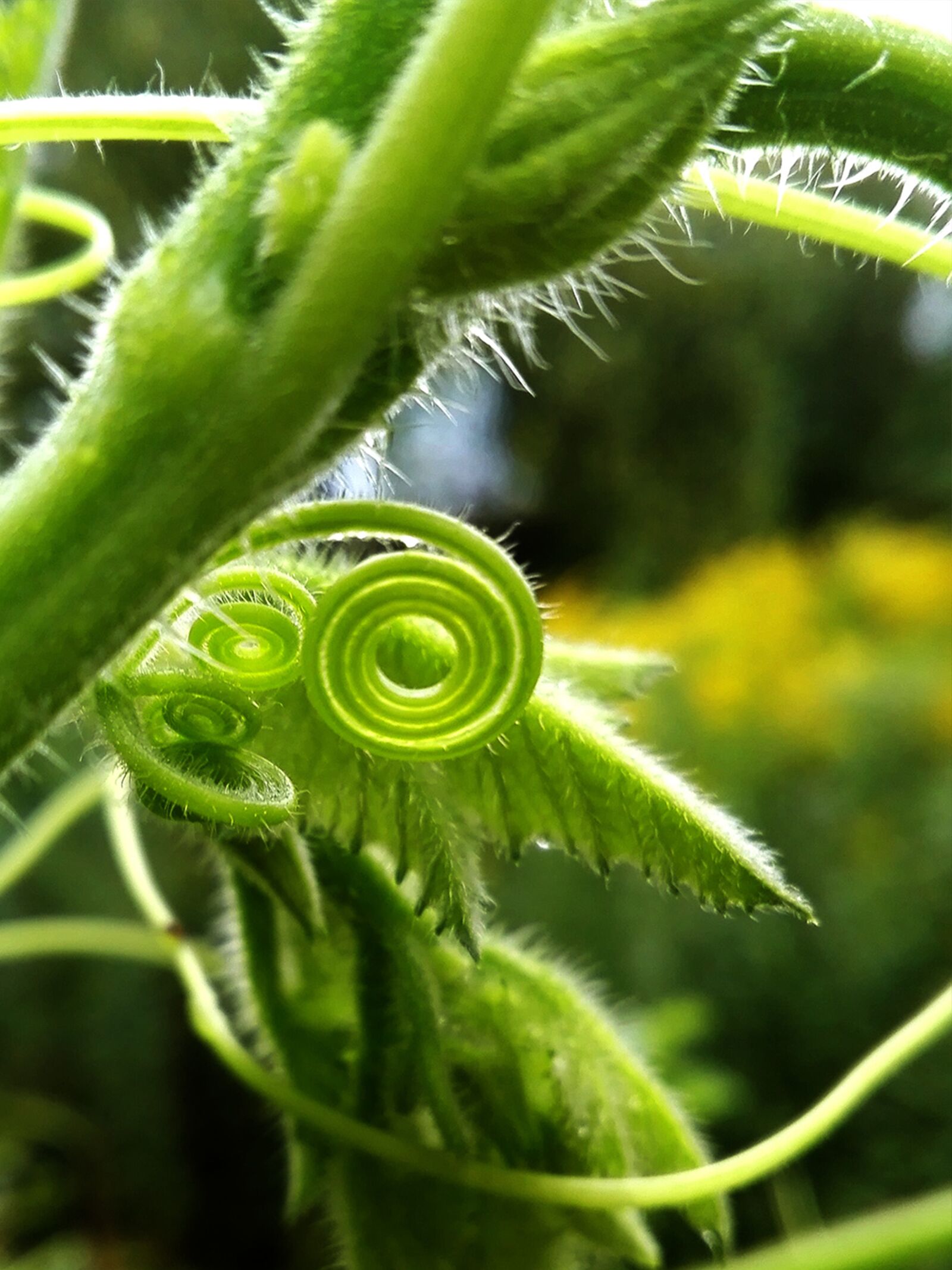 Samsung Galaxy A50 sample photo. Nature, pumpkin, tendril photography
