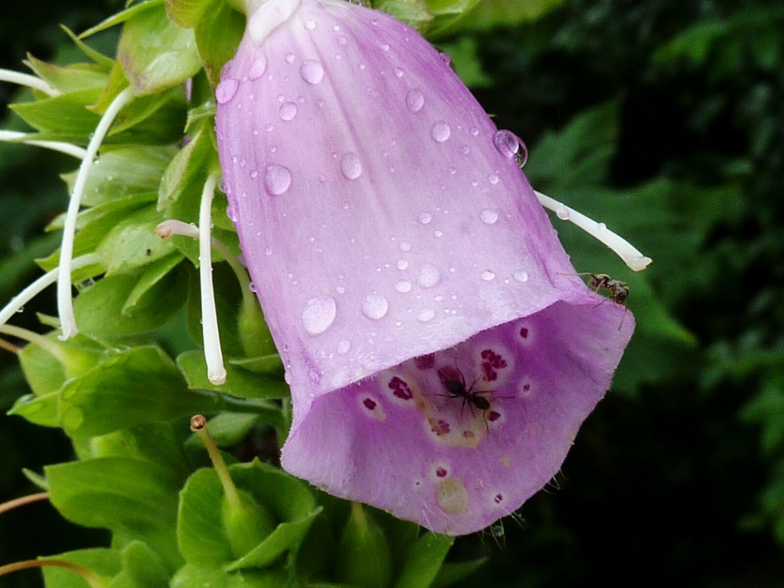 Panasonic DMC-TZ7 sample photo. Bellflower, purple, flower photography
