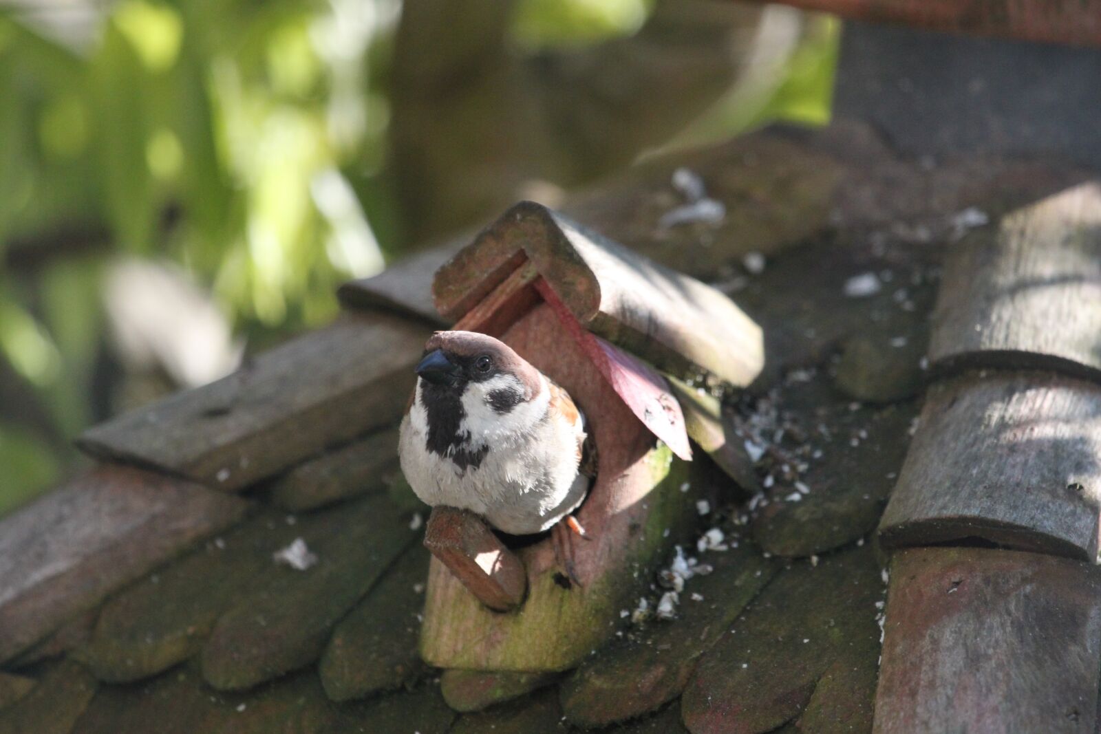 Canon EOS 500D (EOS Rebel T1i / EOS Kiss X3) sample photo. Bird, sparrow, sperling photography