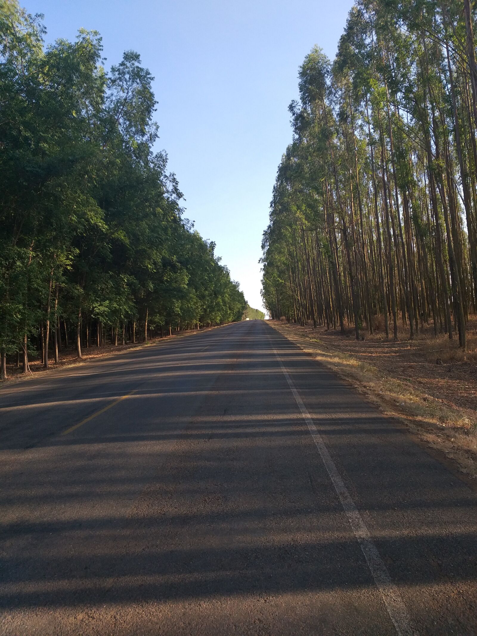 Samsung Galaxy J8 sample photo. Road, eucalyptus, landscape photography