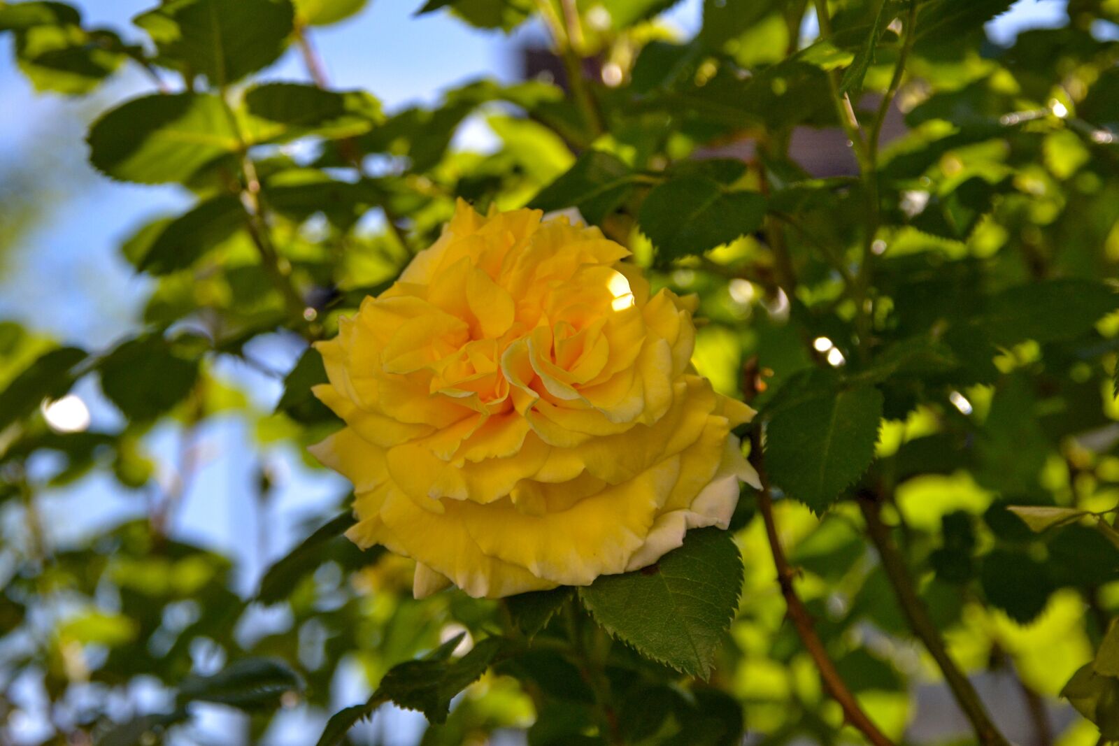 Nikon D3100 sample photo. Rose, yellow, nature photography