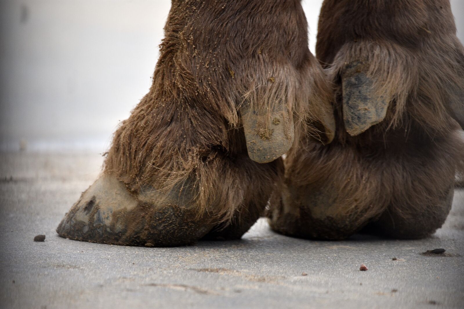 Nikon D3400 sample photo. Bison, animal, wild photography