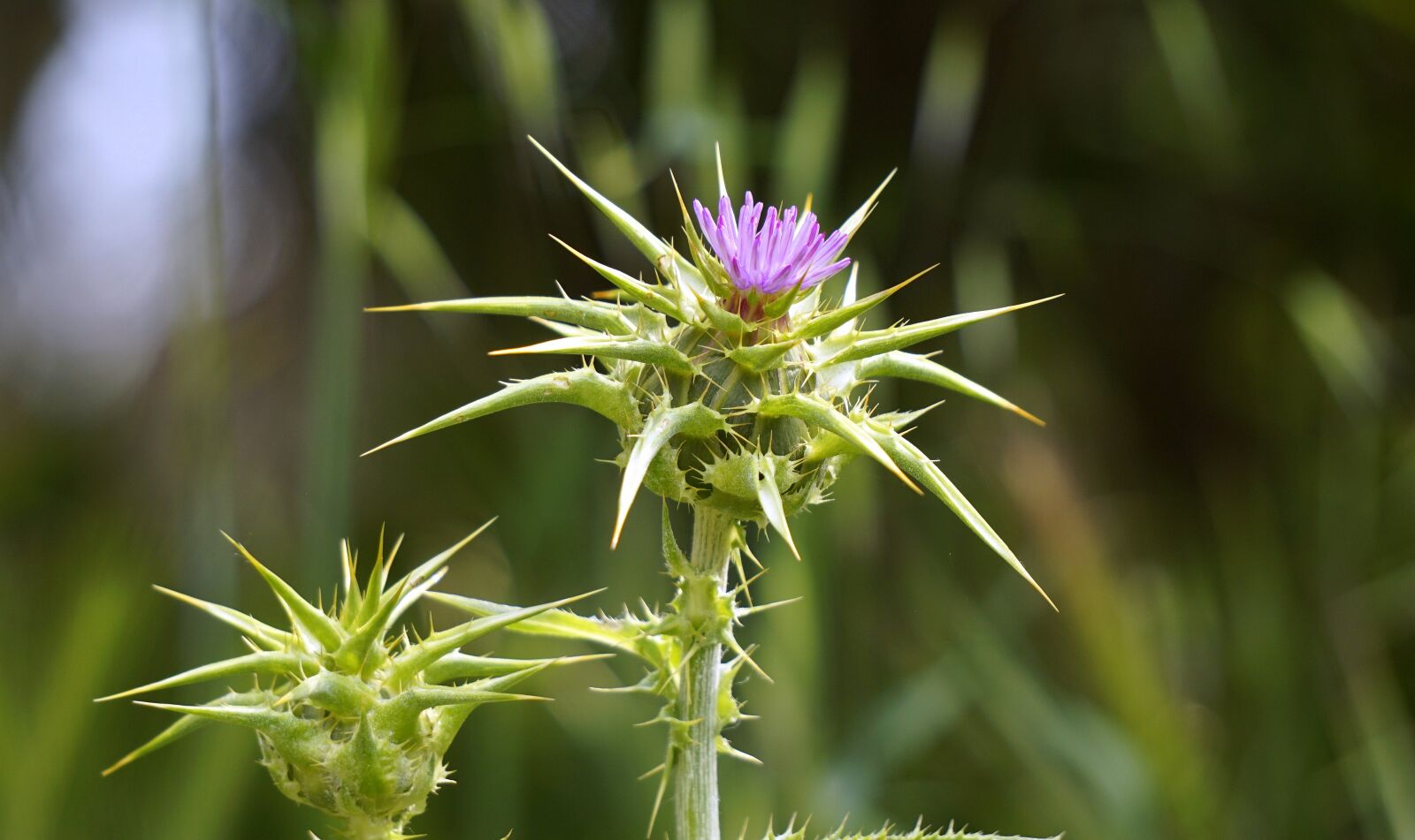 Sony E 55-210mm F4.5-6.3 OSS sample photo. Plant, prickly, thistle photography