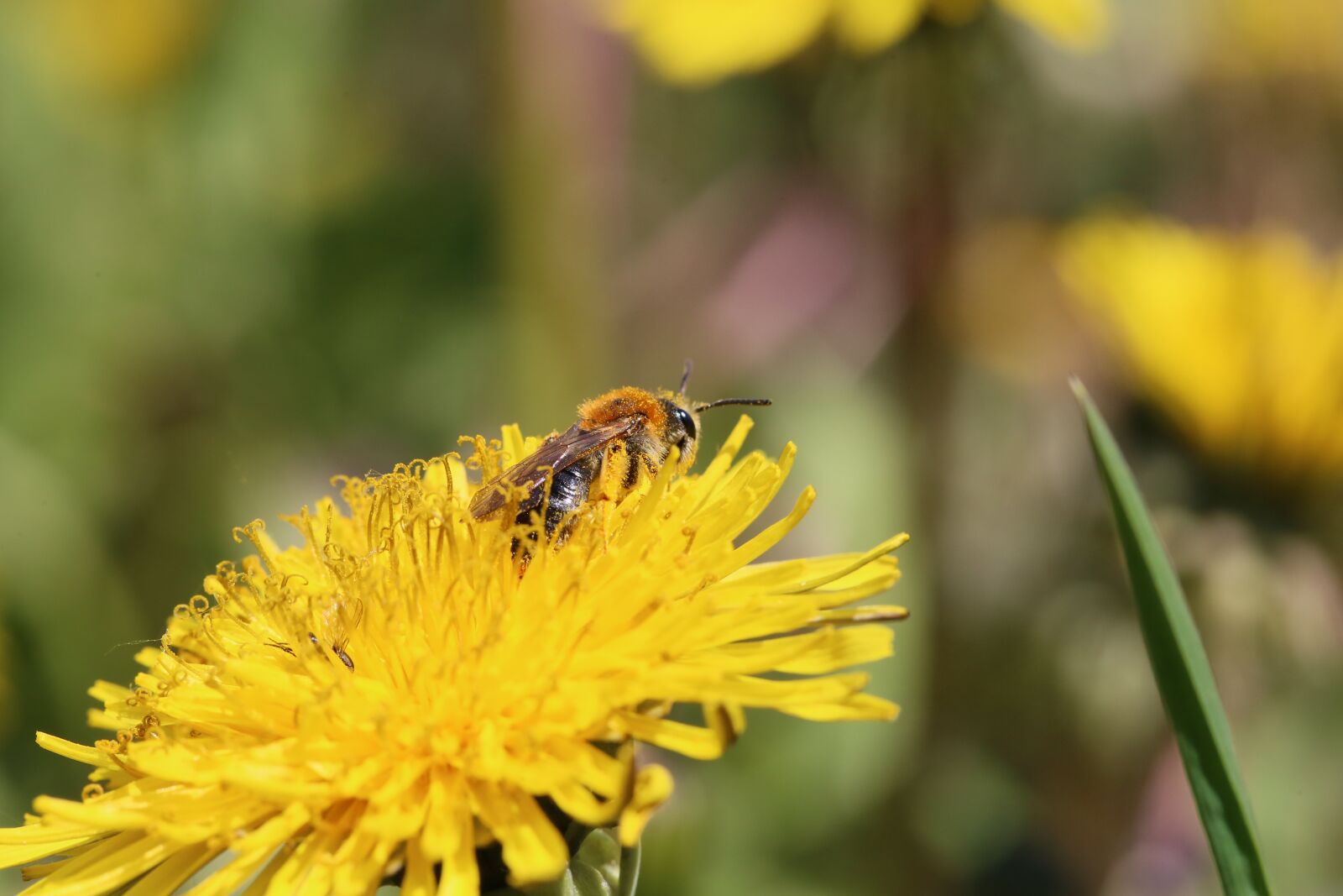 Canon EF 100mm F2.8L Macro IS USM sample photo. Flower, fly, spring photography