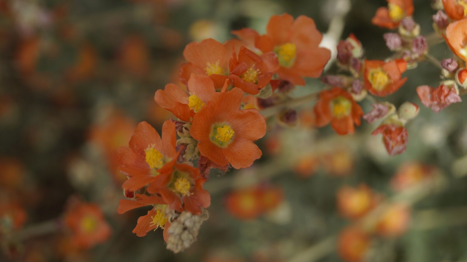Sony SLT-A57 sample photo. Orange, flower, bloom photography