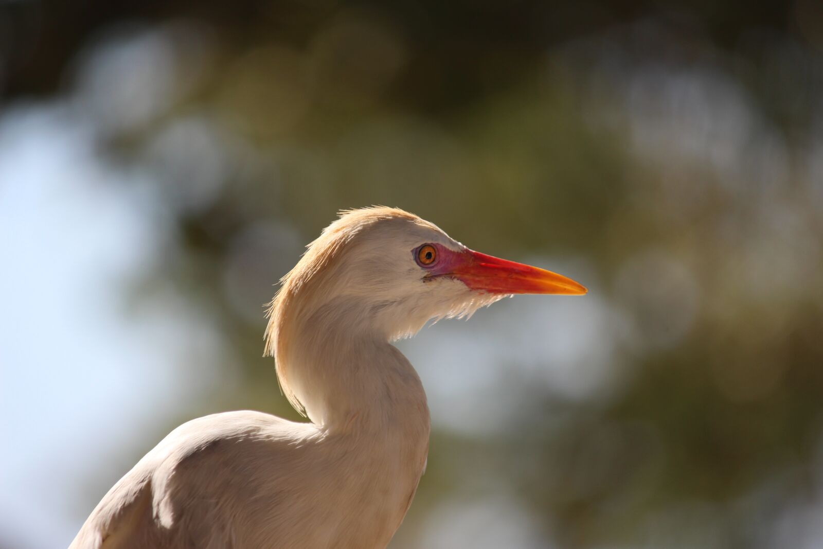 Canon EOS 700D (EOS Rebel T5i / EOS Kiss X7i) sample photo. Beak, bird photography
