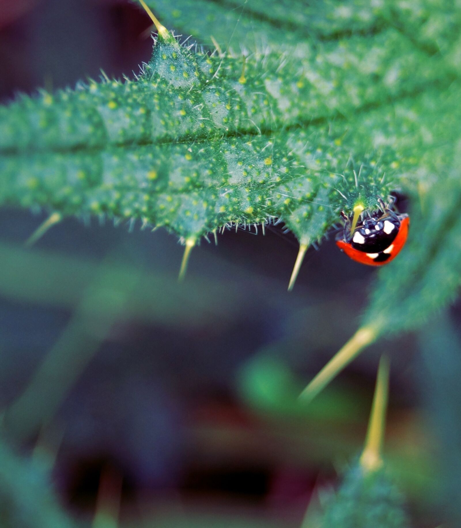 Sony SLT-A58 sample photo. Ladybug, insect, beetle photography