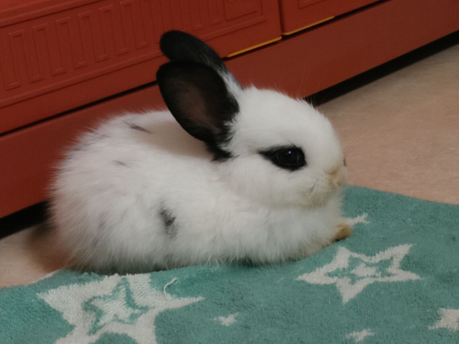 OPPO A37fw-International sample photo. Rabbit, littlerabbit, pet photography