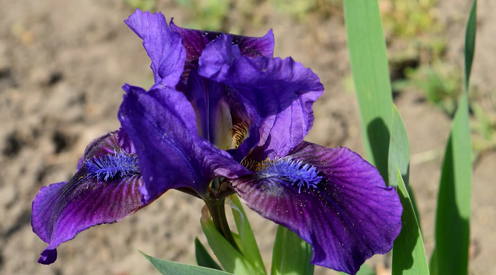Nikon D5500 sample photo. Horticulture, iris, flower, nature photography