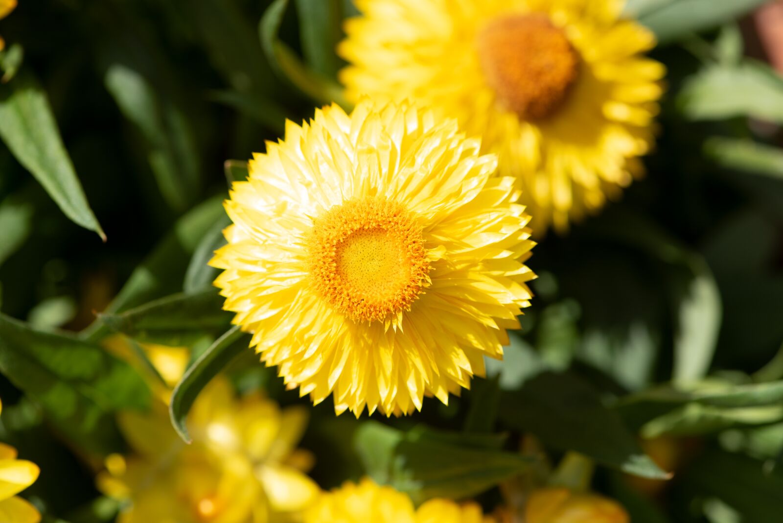 Nikon D750 sample photo. Straw flowers, flowers, yellow photography