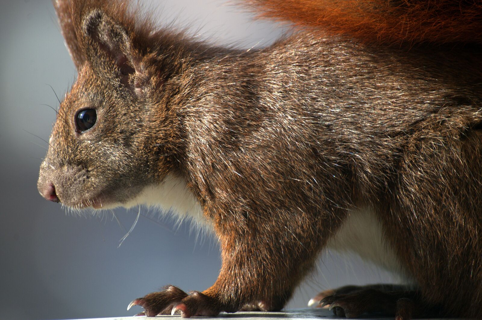 Pentax K-30 sample photo. Squirrel, fur, croissant photography
