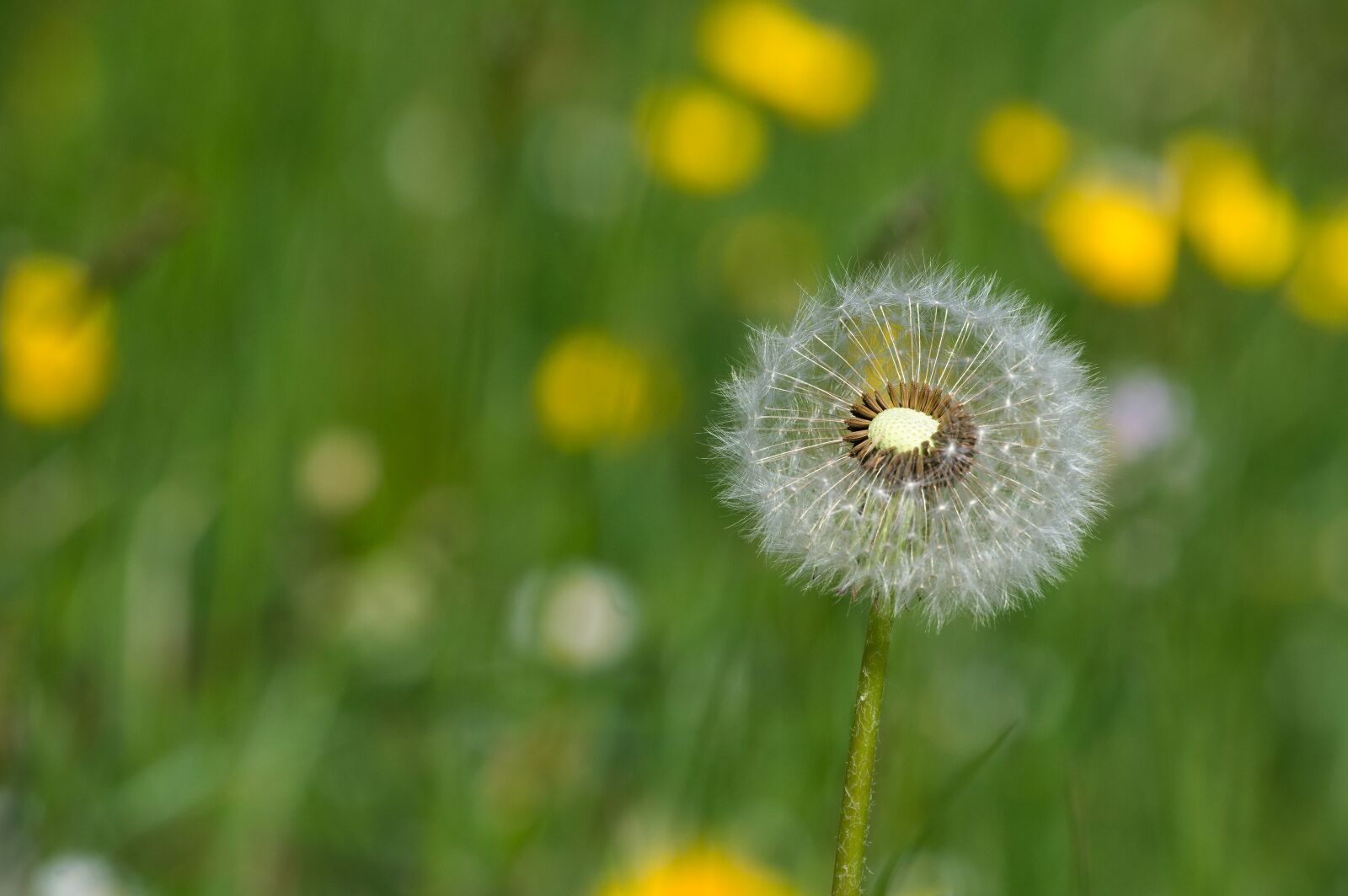 Nikon D90 sample photo. Dandelion, seeds, spring photography