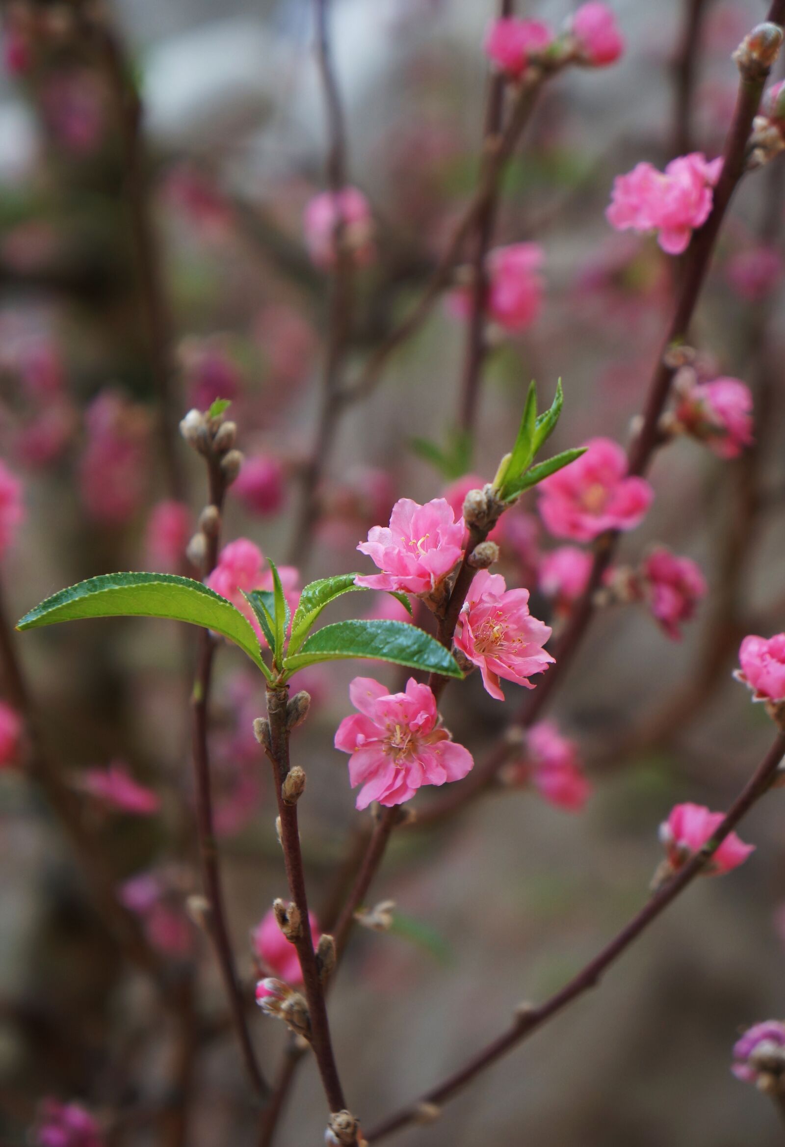 Sony Alpha NEX-F3 + Sony E 18-55mm F3.5-5.6 OSS sample photo. Cherry flowers, spring, training photography