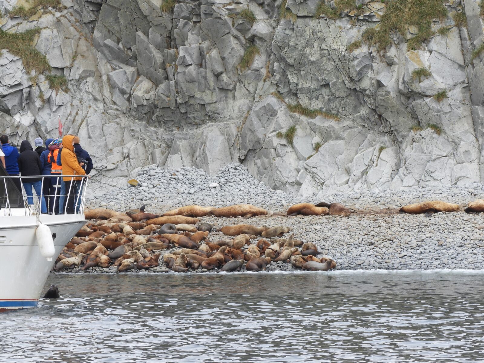 Nikon Coolpix B700 sample photo. Sea lions, rookery, rocks photography