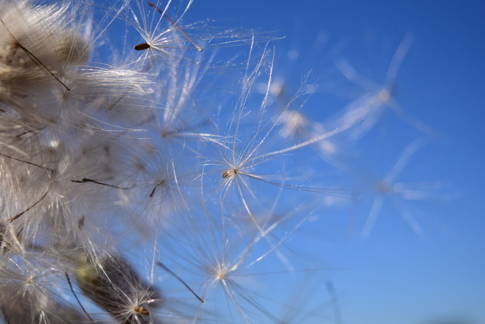 Nikon D3300 sample photo. Flying seeds, wind, sky photography
