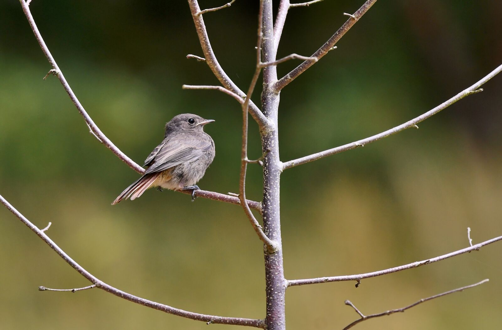 Nikon D500 sample photo. Bird, redstart, tree photography