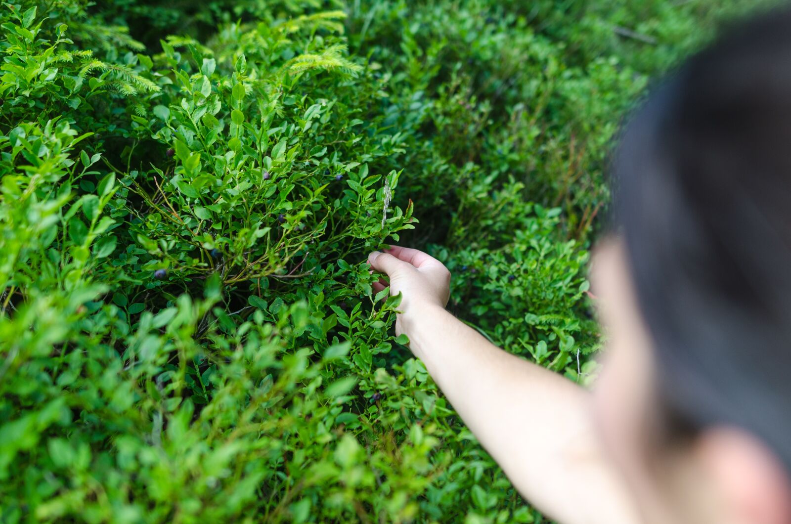 Nikon D5100 sample photo. Hand, berry, nature photography