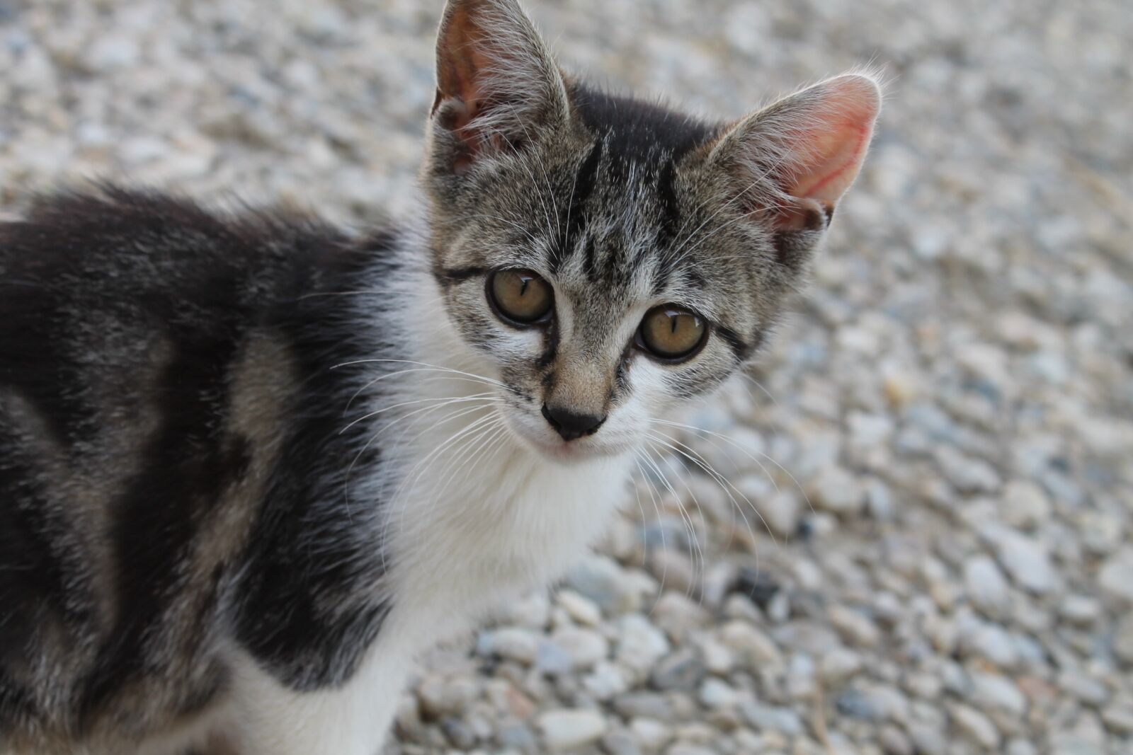 Canon EOS 1100D (EOS Rebel T3 / EOS Kiss X50) sample photo. Cat, cheeky, pet photography