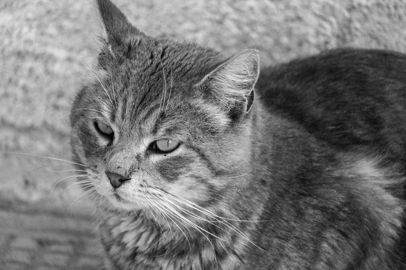Canon EOS 2000D (EOS Rebel T7 / EOS Kiss X90 / EOS 1500D) + Canon EF-S 55-250mm F4-5.6 IS STM sample photo. Cat, grey, eyes photography
