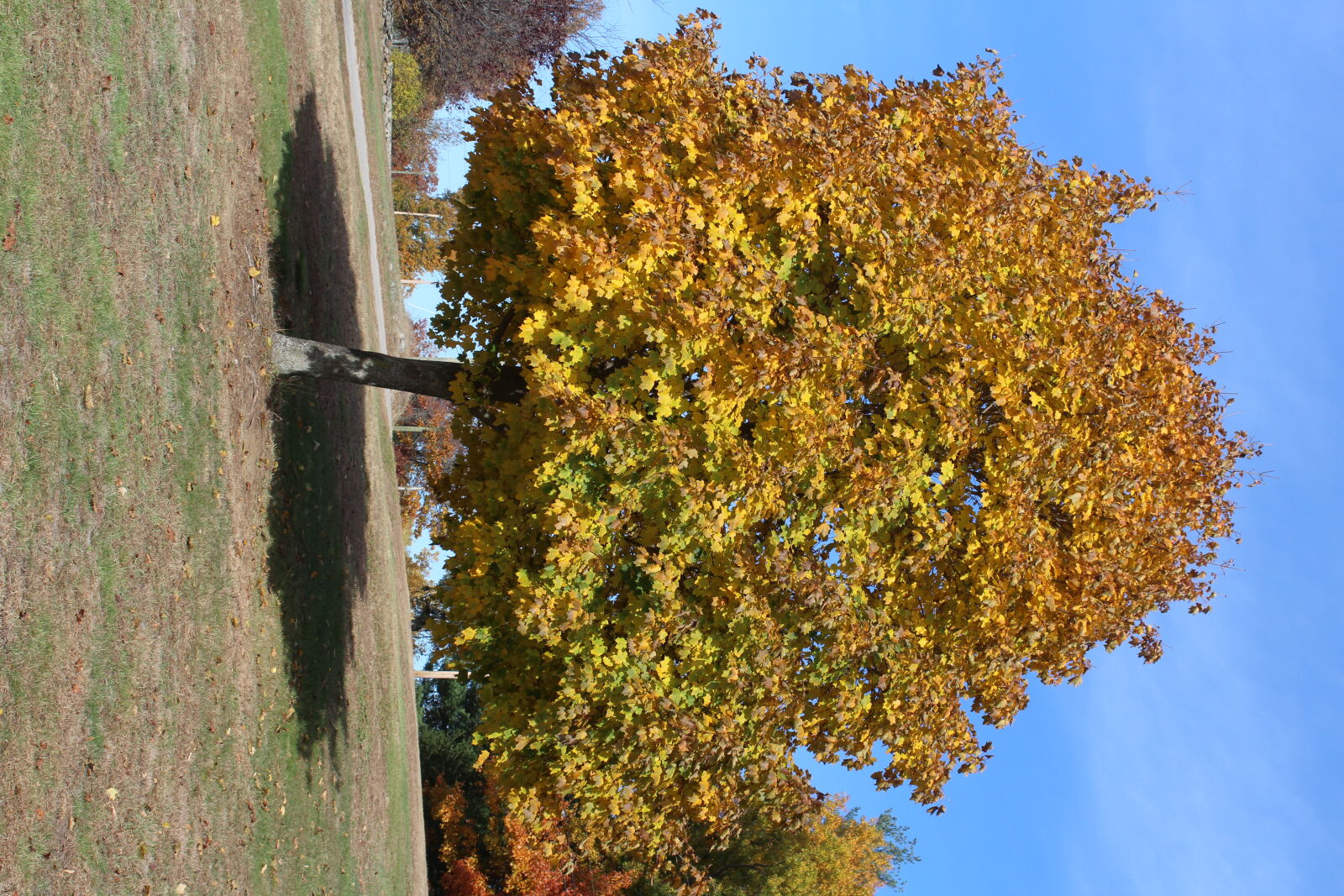 Canon EOS 1200D (EOS Rebel T5 / EOS Kiss X70 / EOS Hi) sample photo. Autumn photography